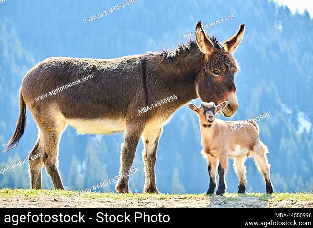 Domestic donkey (Equus asinus asinus), domestic goat (Capra aegagrus hircus), animal friendship, mountains, Aurach Game Park, Kitzbühl, Austria, Europe