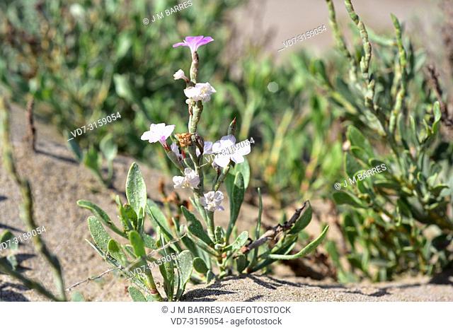 Salado (Limoniastrum monopetalum) is an halophyte shrub native to Mediterranean Basin coasts, southern Iberian Peninsula, Delta del Ebro, south Sardinia