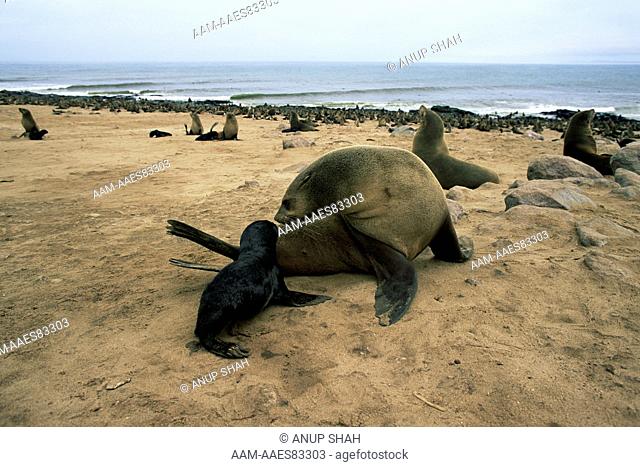 Fur Seal with newborn pup (Arctocephalus pusillus) Cape Cross Seal Reserve, Namibia