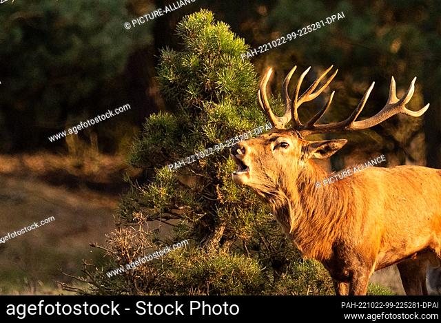 16 October 2022, Brandenburg, Trebbin: 16.10.2022, Trebbin. A capital red deer (Cervus elaphus) roars in the rutting season in the game reserve Glauer Tal