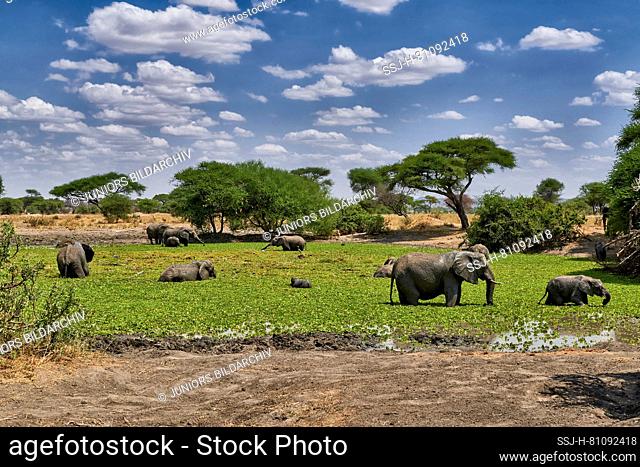African Elephant (Loxodonta africana). Herd in a swamp. Tarangire National Park, Tanzania, Africa