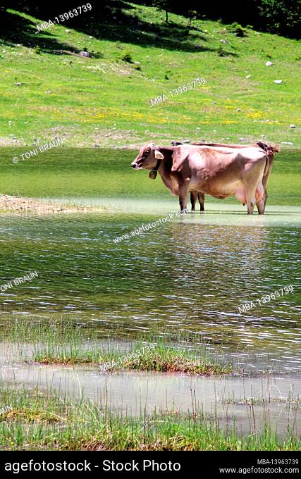 two cows with bells stand to cool off in the Igelsee in the Gaistal near Ehrwald. Austria, Tyrol, Leutasch, Leutaschtal, Gaistal, mountain range, Alps