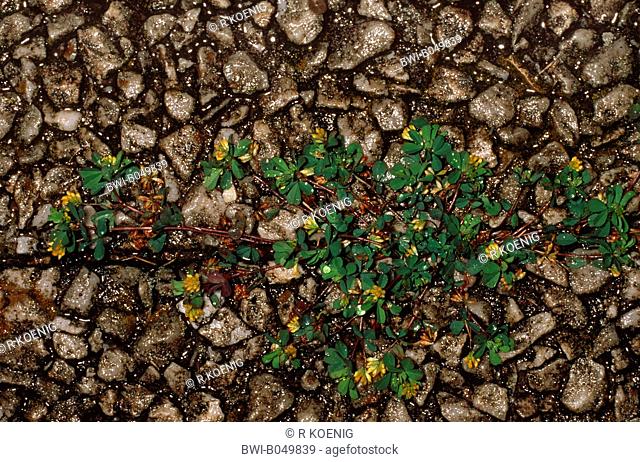 least hop clover, lesser trefoil, lesser yellow trefoil, small hop clover, suckling clover, shamrock Trifolium dubium, blooming, Germany