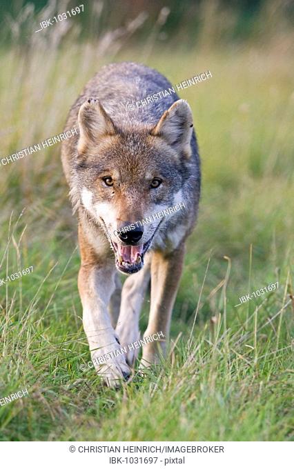 Eurasian Wolf (Canis lupus lupus)