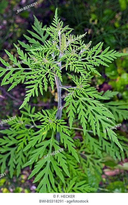 Annual ragweed, Common ragweed, Bitter-weed, Hog-weed, Roman wormwood (Ambrosia artemisiifolia), leaves, Germany