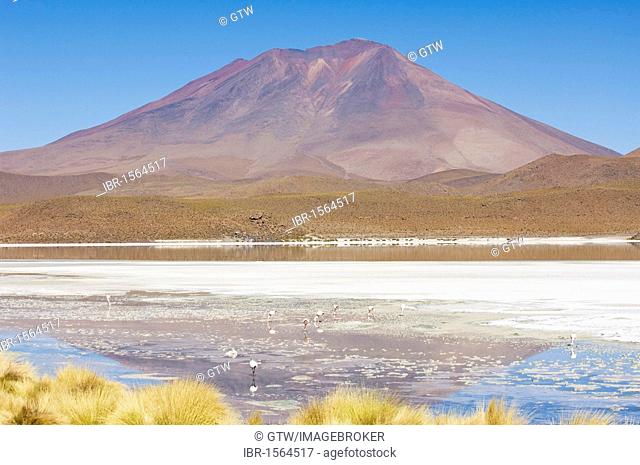 Laguna Hedionda, Stinking Lake, Altiplano shallow salt lake, Potosi, Bolivia, South America