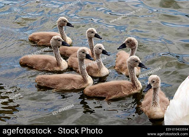 squeakers - cygnets