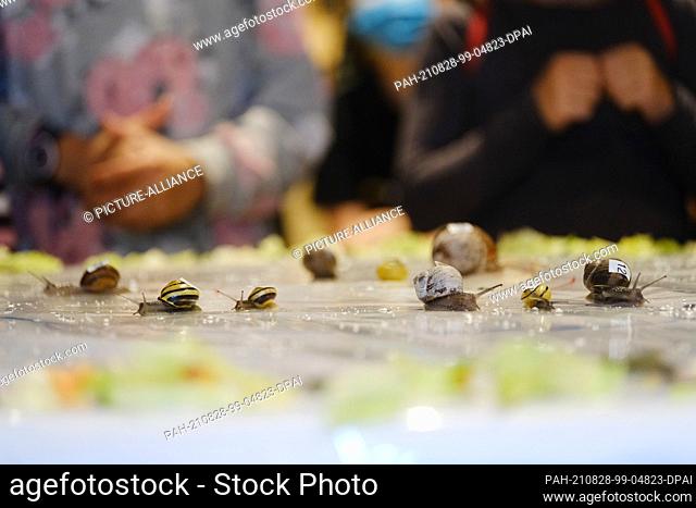 28 August 2021, Lower Saxony, Oldenburg: Snails crawl in the snail race to compete. Several snails competed against each other in this contest