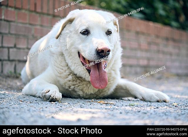 20 July 2022, North Rhine-Westphalia, Gelsenkirchen: Mongrel dog ""Diego"" lies panting in the shade with his tongue hanging out