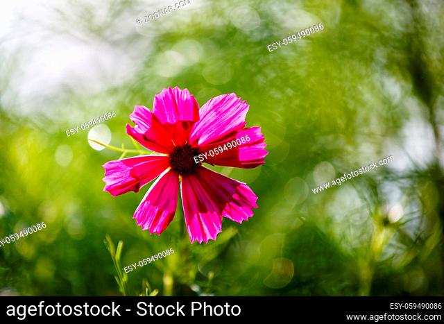 Purple Cosmos Flower Backlit by Evening Sun on Green Leaves Background