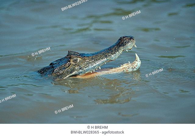 spectacled caiman Caiman crocodylus, swimming in water, with opened mouth, portrait