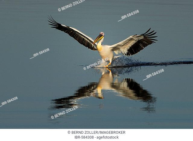 White Pelican (Pelecanus onocrotalus) landing on the water, reflection