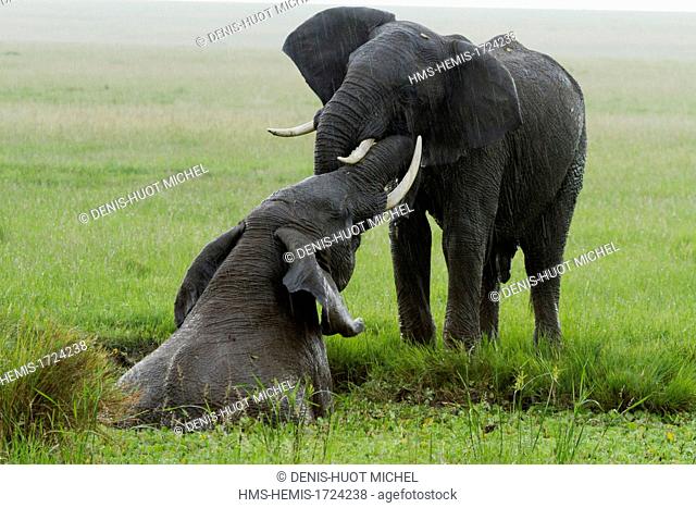 Kenya, Amboseli national park, elephant (Loxodonta africana), males fighting under the rain in Musiara marsh