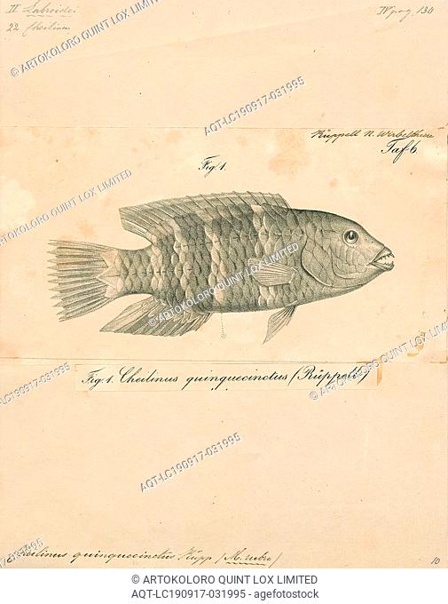 Cheilinus quinquecinctus, Print, Cheilinus is a genus of fish in the family Labridae native to the Indian and Pacific Ocean., 1835