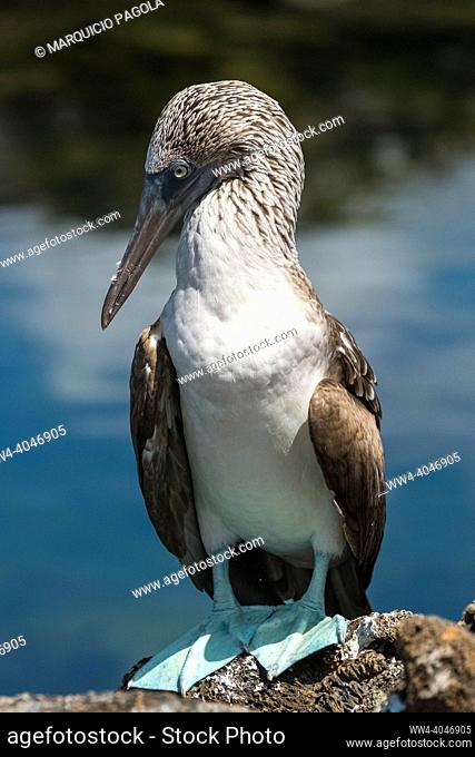 Blue-Footed Booby profile. While visiting the Tunnel's area at Isabela Island, located on the Galapagos archipelago we were able to see really closely these...