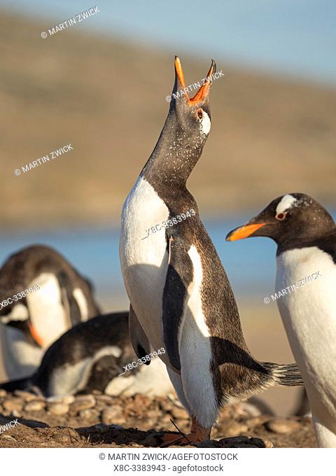 Adult calling. Gentoo penguin (Pygoscelis papua) on the Falkland Islands. South America, January