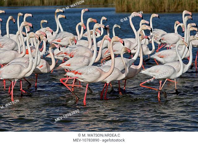 Greater Flamingo. (Phoenicopterus ruber)