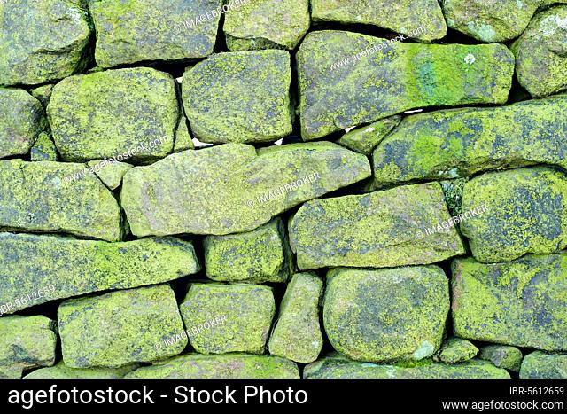 Close-up of lichen covered drystone wall, North Staffordshire Moorlands, Peak District N. P. Staffordshire, England, United Kingdom, Europe