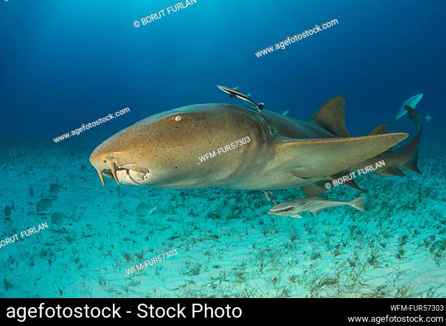 Nurse Shark, Ginglymostoma cirratum, Tiger Beach, Bahamas