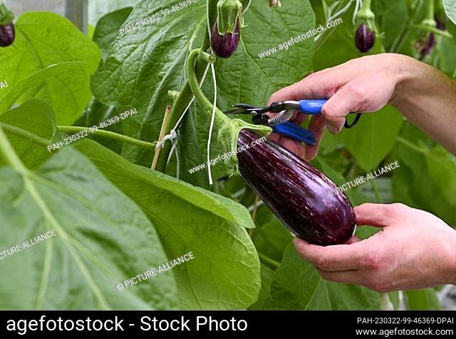22 March 2023, Brandenburg, Fretzdorf: The first eggplants are harvested in the greenhouses of Werder Frucht GmbH in North Brandenburg near Wittstock/Dosse