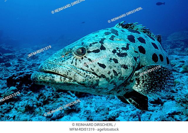 Potato grouper, Epinephelus tukula, Indian ocean Andaman sea, Burma Myanmar Birma