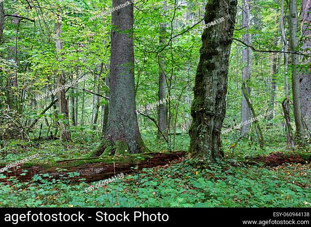 Spruce tree and broken hornbeam lying next to moss wrapped, Bialowieza Forest, Poland, Europe