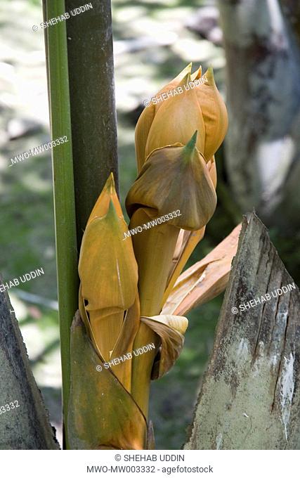 Nipa Palm Golpata Flowers: Nipa Palm locally known as golpata/golpati/gulag/jahk Thai Nypa fruticans, is a member of the family Arecaceae = Palmae It is a...