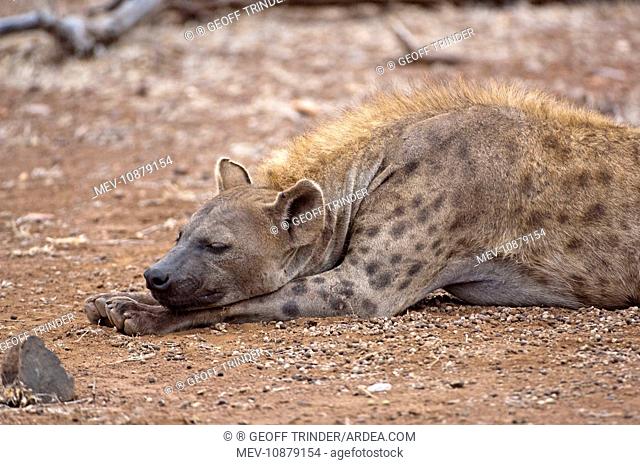 Spotted Hyena - female sleeping (Crocuta crocuta). Kruger National Park - South Africa