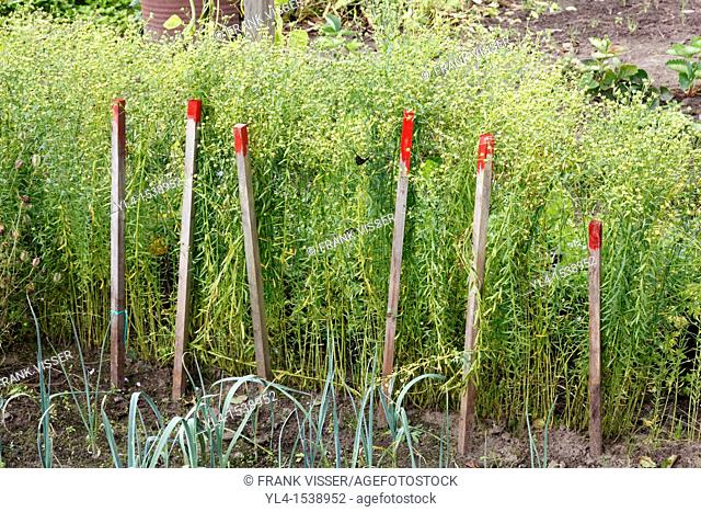 Still life of sticks and vegetables in allotment. The Netherlands