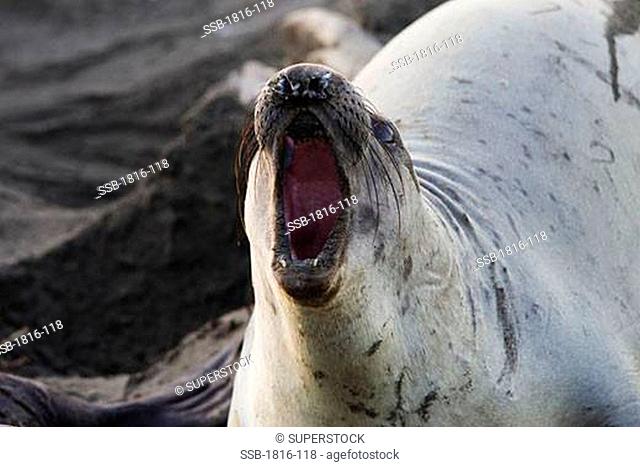 Female Elephant Seal defends her territory