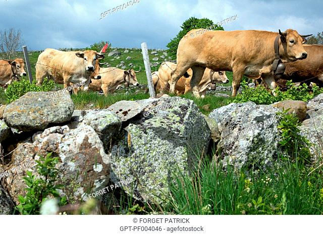 HERD OF COWS ON THE ROADS IN THE COMMUNE OF MARCHASTEL, AUBRAC COW TRANSHUMANCE FESTIVAL, LOZERE (48), FRANCE