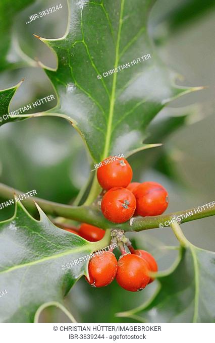 Common Holly or European Holly (Ilex aquifolium), fruits, North Rhine-Westphalia, Germany