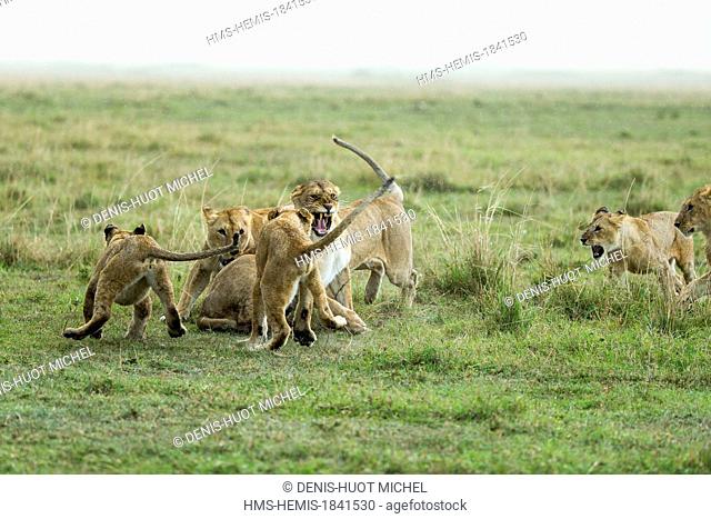 Kenya, Masai-Mara game reserve, lion (Panthera leo), females fighting