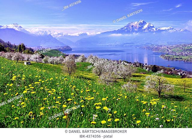 Blossoming cherry trees, Küssnacht overlooking Lake Lucerne, Mount Pilatus and Central Swiss Alps behind, Canton of Schwyz, Switzerland