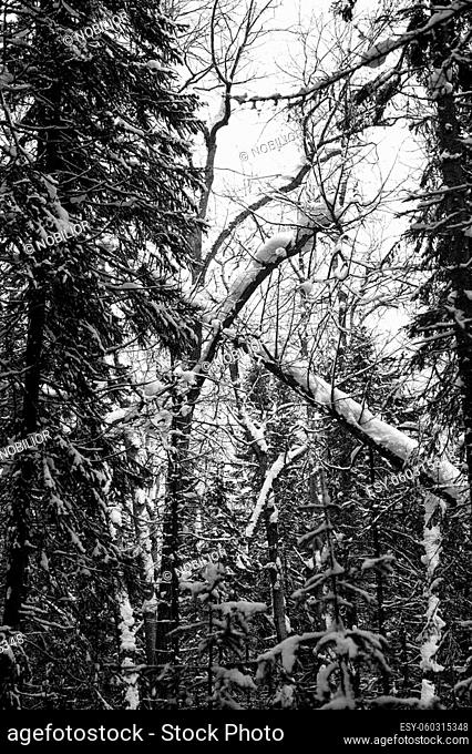 Broken trees in a deep forest. Winter