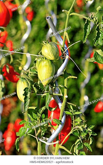 France, Bas Rhin, tomato plants Solanum lycopersicum