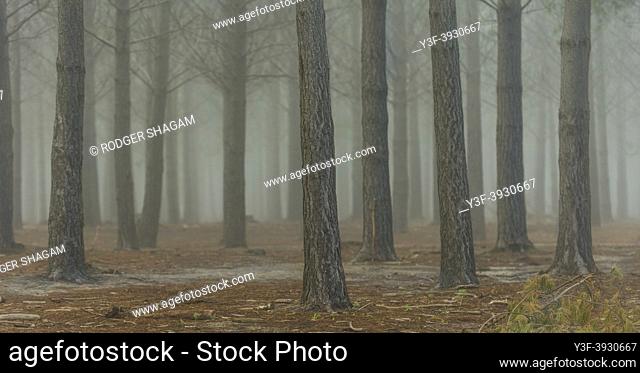 Early morning mist in a pine tree plantation makes for an eerie forest scene