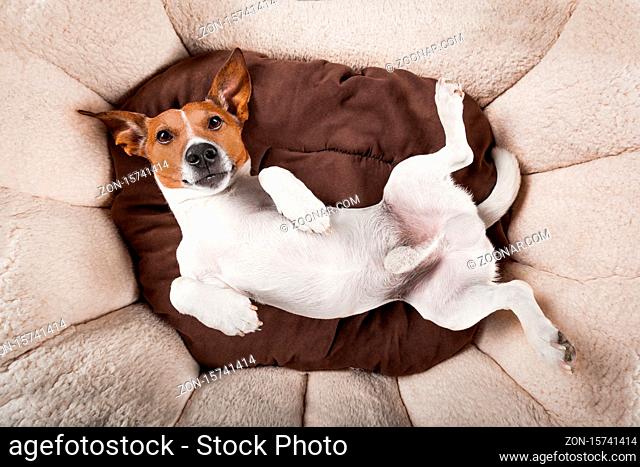 Very funny dog Stock Photos and Images | agefotostock