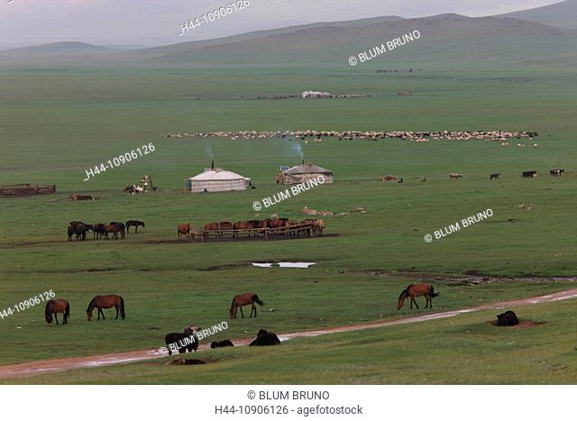 Mongolian Yurt camp, Ger, Mongolia, steppe, nomads, nomad-camp, herds, flocks, drove flocks. sheep, goat, animals, livestock, pasturage