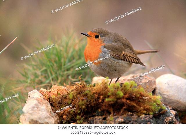 Robin (Erithacus rubecula) in the Alto Palancia region. Castellón. Spain