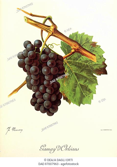 Pierre Viala (1859-1936), Victor Vermorel (1848-1927), Traite General de Viticulture. Ampelographie, 1901-1910. Tome IV, plate: Gamay d'Orleans grape