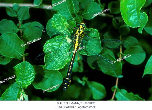 club-tailed dragonfly (Gomphus vulgatissimus), female sitting on a leaf, view from above, Germany