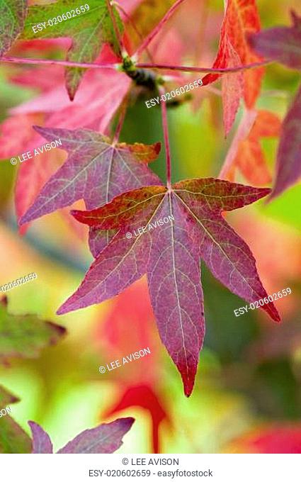 autumnal liquidambar or sweet gum tree leaves