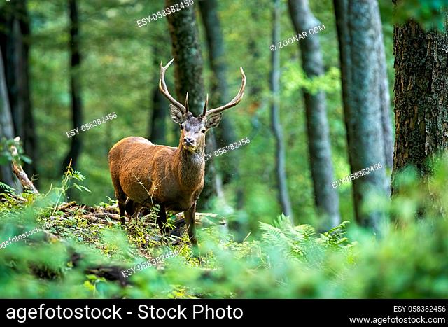 Curious red deer, cervus elaphus, looking into in summer forest with green fern on the ground with space. Interested animal watching in woodland habitat from...
