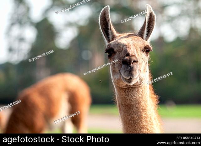Portrait of a brown llama with a very long neck. Zoo animals, pets, mammals