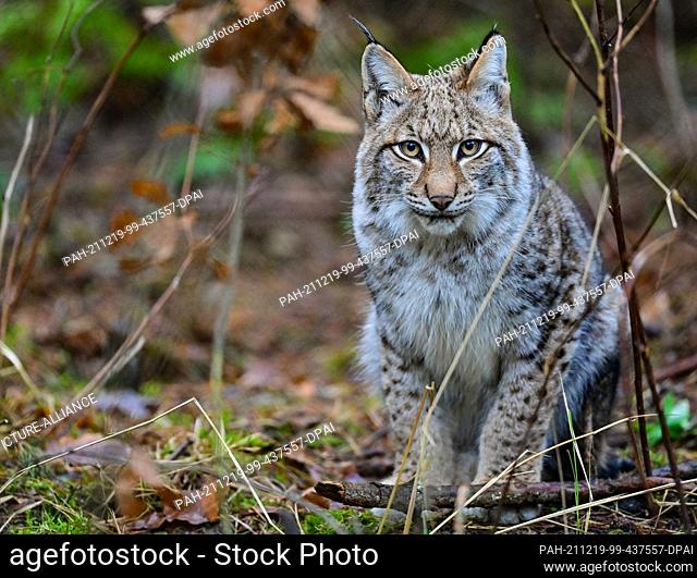 18 December 2021, Brandenburg, Groß Schönebeck: A six-month-old lynx is waiting to be fed in its enclosure at Schorfheide Wildlife Park