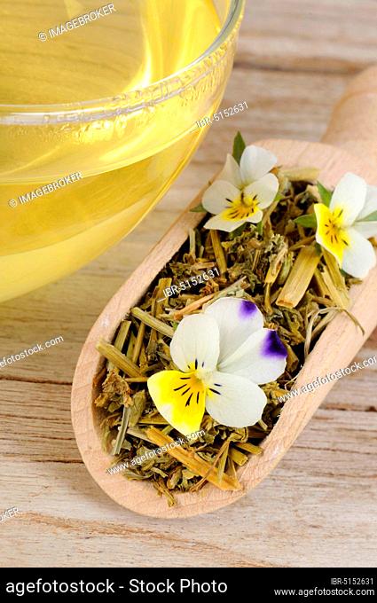 Cup of field pansy tea, dried, field pansy (Viola arvensis), field pansy tea, field pansy tea