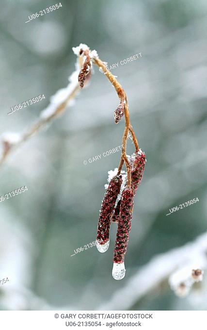 Ice and snow encrusting old male flowers on speckled alder in Canada
