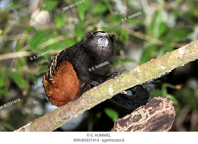 Brown-mantled tamarin, Saddleback tamarin, Andean saddle-back tamarin (Saguinus fuscicollis), sitting on a branch, Brazil, Acre