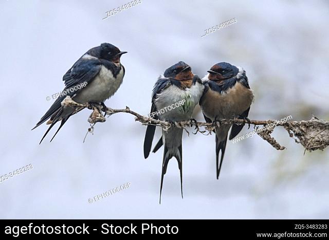 Keoladeo National Park, Bharatpur, Rajasthan, India. Barn Swallow, Hirundo rustica